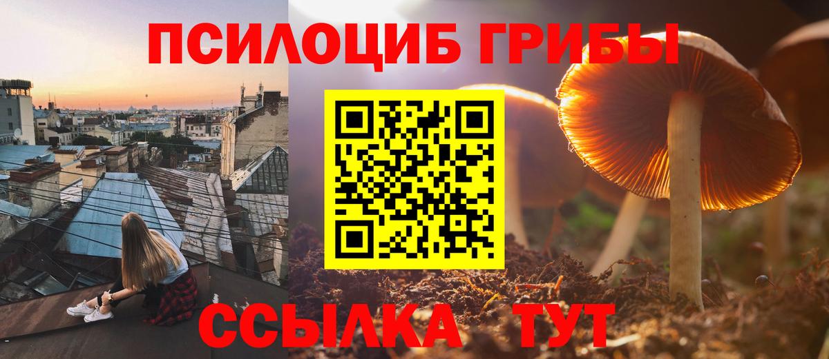 Псилоцибиновые грибы Psilocybe Старая Русса